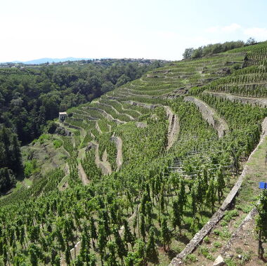 © Ausflug und Weinprobe in den Weinbergen von Condrieu und Côte-Rôtie - <em>DR Vino Passion</em>