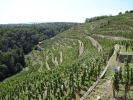 Ausflug und Weinprobe in den Weinbergen von Condrieu und Côte-Rôtie