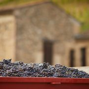 © Weinkeller Delas Brüder - <em>S Chapuis</em>