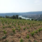 © Domaine Eymin-Tichoux - <em>Eymin-Tichoux</em>