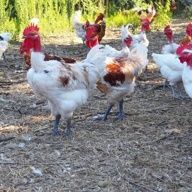 © La Ferme du Gorneton - <em>DR</em>