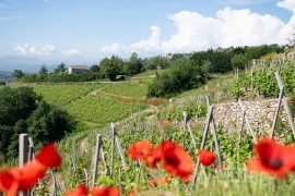 Domaine Mouton Père et Fils