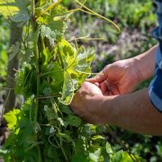 © Domaine Mouton Père et Fils - <em>InstapadesStudio</em>