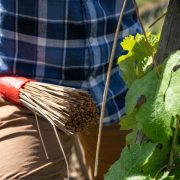 © Domaine Mouton Père et Fils - <em>InstapadesStudio</em>