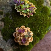 © Lavandin - Château Les Oliviers de Salettes - <em>Maki MANOUKIAN</em>