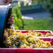 © Domaine de Rosiers - <em>Gourdain Maxime</em>