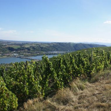 © Domaine Clusel-Roch - <em>CLUSEL-ROCH</em>