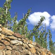 © Domaine Clusel-Roch - <em>CLUSEL-ROCH</em>