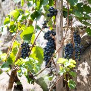 © Le sentier des Grand(e)s Cru(e)s_Tupin-et-Semons - <em>InstapadesStudio</em>