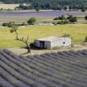 © La route de la Lavande - <em>Gilles Aymard</em>