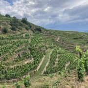 © Mr Probus Guide Œnotouristique - <em>Denis LARDIN</em>