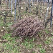 © Mr Probus Guide Œnotouristique - <em>Denis LARDIN</em>