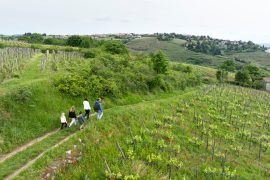 Wandern zwischen Rhône und Weinbergen: Tupin, Condrieu, Semons
