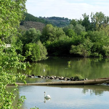 © Die Butterinsel - <em>Centre d'observation de la nature de l'Île du Beurre</em>