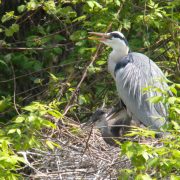 © Naturbeobachtungszentrum auf der Île du Beurre - <em>Centre d'observation de la nature de l'île du Beurre_Tupin-et-Semons</em>