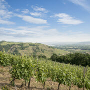 © Domaine Cheze - <em>©LucileOrtega</em>