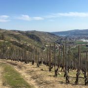 © Wandern zwischen Rhône und Weinbergen: Tupin, Condrieu, Semons - <em>DR OT Vienne</em>