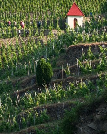 Vignoble vallée du Rhône Nord